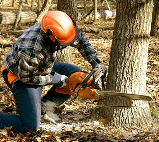 Tree Removal in Maeystown, IL